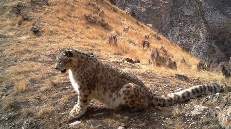 Why Are Snow Leopards In Danger Home Design Ideas