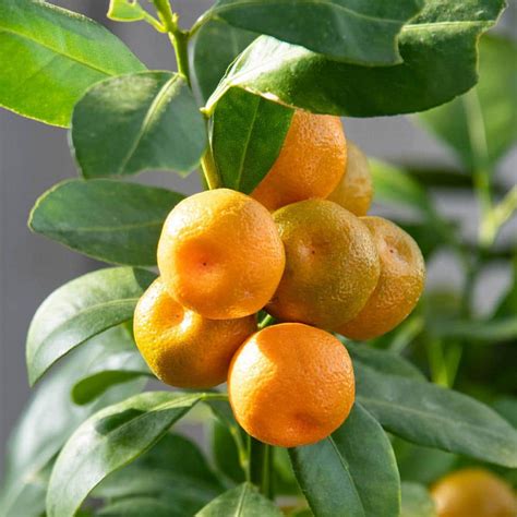 Gurneys Calamondin Orange Citrus Fruit Tree Grown In A 6 In Pot 1