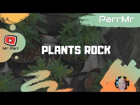 The roots hold the plant in place, plant in place. Plants Rock Song - YouTube