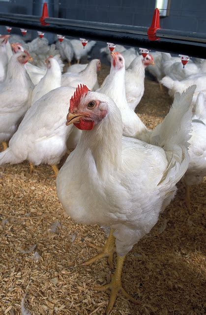 Salmonella Outbreak From Poultry Has Ended Cdc Report Food World News