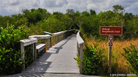 Everglades National Park Bobcat Boardwalk Trail Bringing You