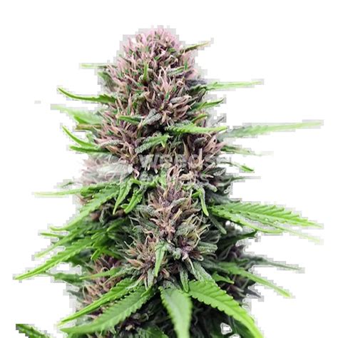 Critical Purple Autoflower Seeds For Sale Weedseedsexpress