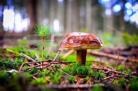Popular Magic Mushrooms Strains And Species A Short Guide