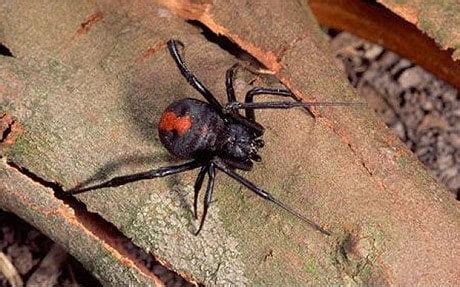 Black widow spiders usually construct messy and irregular webs located near ground level. Deadly Australian spider comes to Britain