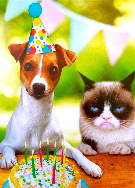 Pin By Bridgette Kearns On Angry Cat Grumpy Cat Happy Birthday Greetings Cats And Kittens