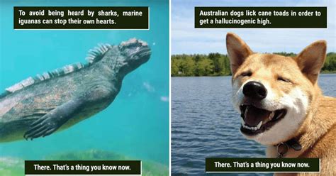 39 Freaky Animal Facts That Are Probably New To You Memebase Funny