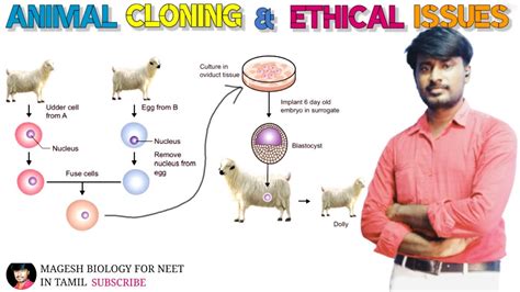 Animal Cloning And Ethical Issues Class 12 Neet Biology Mageshbiology