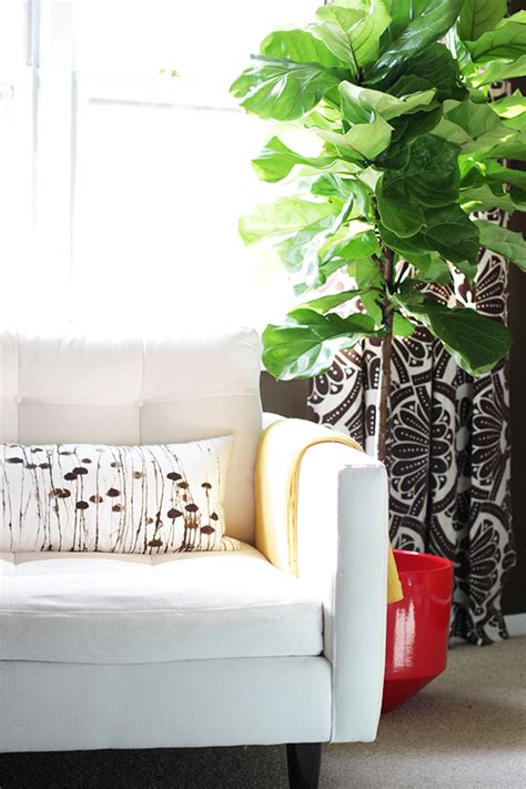 With adequate growing conditions and care the fiddle leaf fig will branch with time to create an elegant small to medium size indoor tree. Ready For The Weekend: Home Decor :: Fiddle Leaf Fig Tree