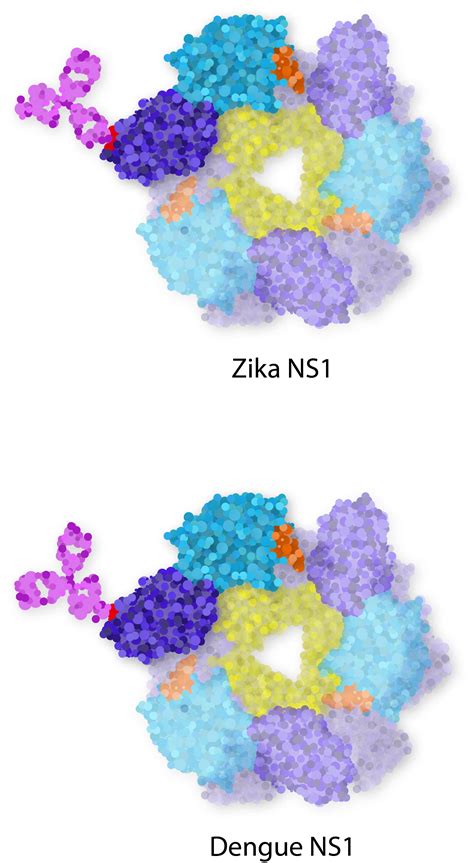 The Worlds Most Extensive Range Of Ns1 Specific Antibodies For