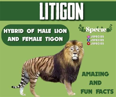 Litigon Amazing Hybrids And Their Facts