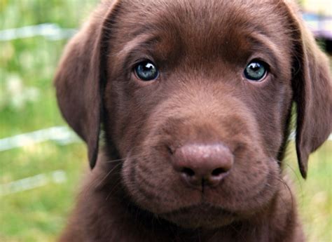 Sad Puppy Dog Face