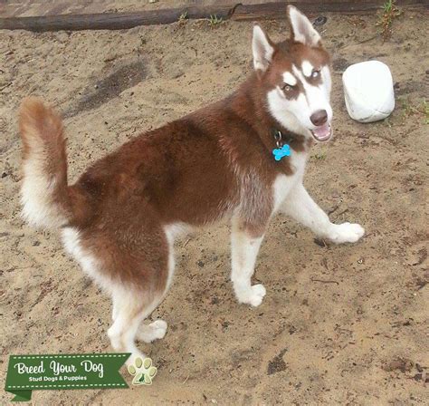 Brown And White Male Siberian Husky Stud Stud Dog In Perth The United
