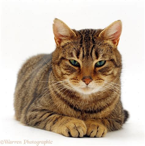 Striped Tabby Male Cat Photo Wp16618