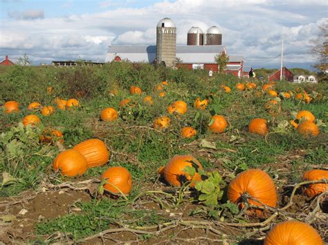 Maybe you would like to learn more about one of these? Pumpkin Patch Wallpapers - Wallpaper Cave