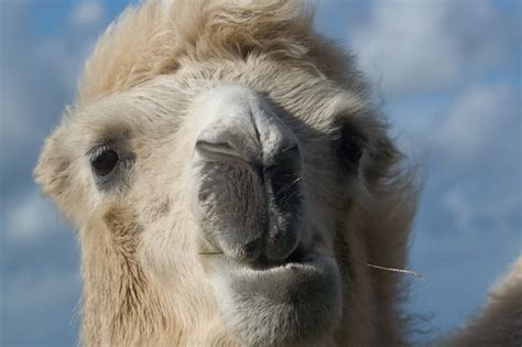 Function names should be lowercase, with words separated by underscores as necessary to improve readability. Smiling Camel | Flickr - Photo Sharing!