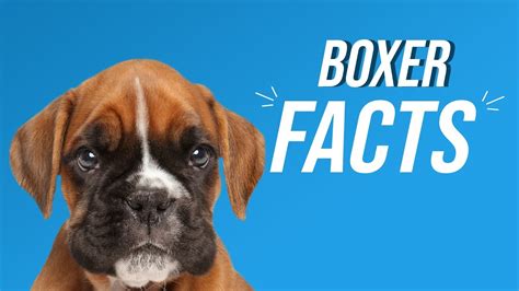 Boxer Facts Puppybuddy Youtube