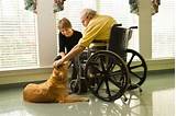 Service Dogs For Seniors