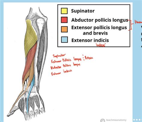 Upper Limb Flashcards Quizlet