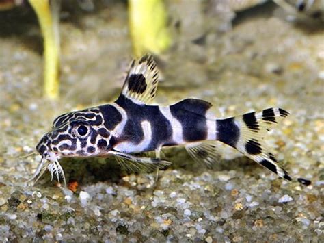 Synodontis Ornatipinnis Tropical Freshwater Fish Aquarium Catfish