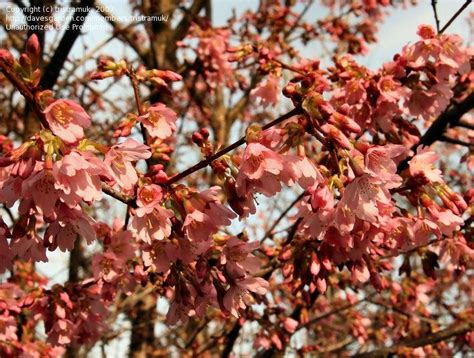 Easy to grow and maintain, with or without a green thumb. PlantFiles Pictures: Flowering Cherry 'Okame' (Prunus) by ...