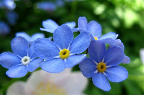 20 Types Of Beautiful Blue Flowers With Names Pictures