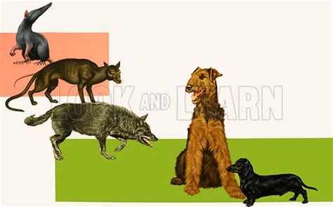 Evolution Of The Dog Stock Image Look And Learn