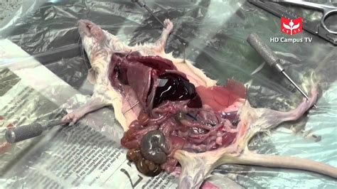 Cfss Sciencechannel Movie 05 Mice Dissection Youtube