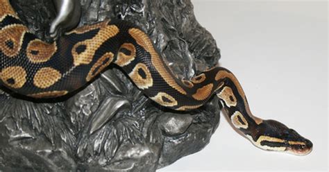 This makes the female more valuable because the more female ball pythons one has, the more offspring can be produced, while technically, only one male ball python is needed (or at least only one of the certain type of morph necessary to breed the offspring morph). How to Find Out If Your Ball Python Is a Male or Female ...