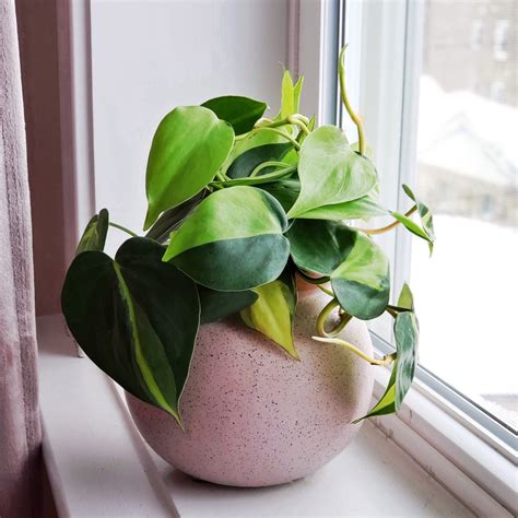 How To Help Your Houseplants Survive A Cold Winter Planters Place