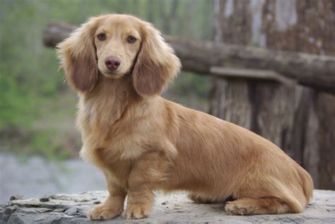 Long Haired Dachshund Puppies Galhairs