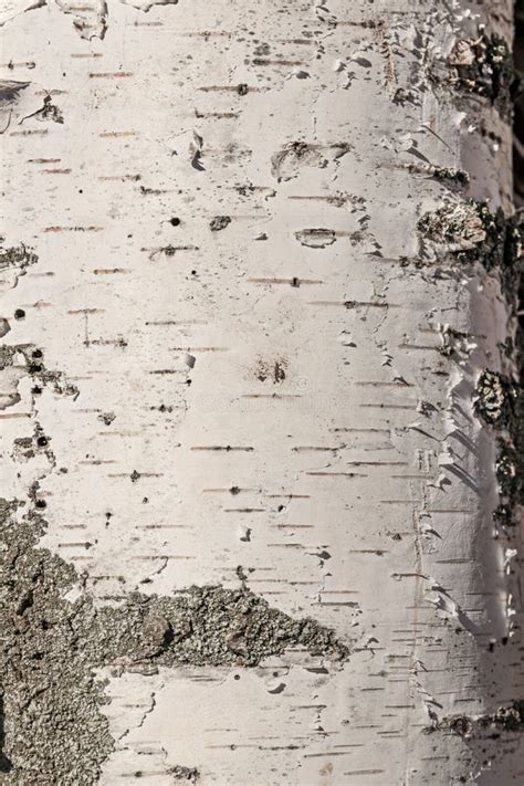 A Type Of Birch With A Natural Silvery Bark Texture Abstract