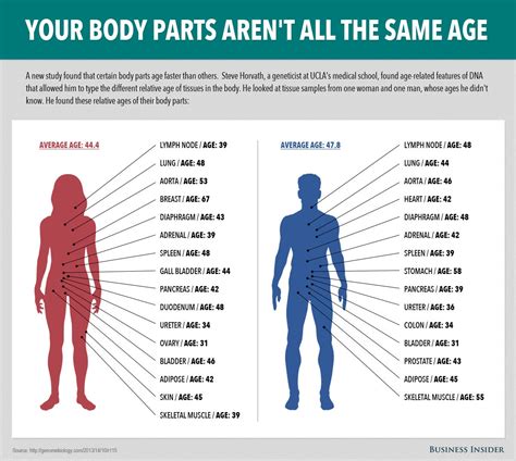Some Parts Of Your Body Age Faster Than Others Business Insider