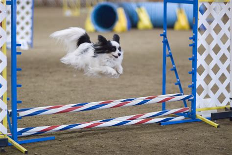 How Dog Agility Can Help You with Dog Obedience - TheDogTrainingSecret ...