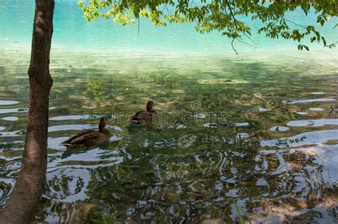 Ducks At Plitvice Lakes Stock Photo Image Of Forest