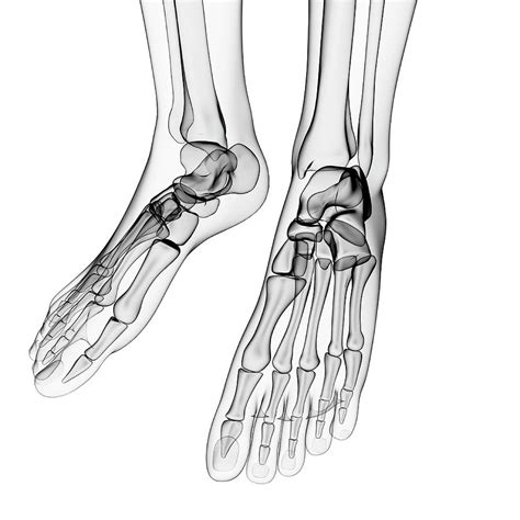 Human Foot Bones Photograph By Pixologicstudioscience Photo Library