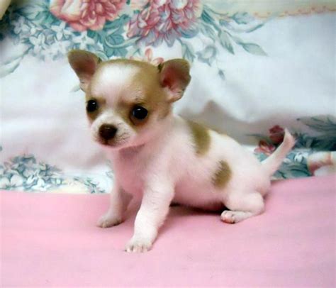 Find the perfect puppy for sale in houston, texas at next day pets. Best 25+ Toy chihuahua ideas on Pinterest | Chiwawa, Next ...
