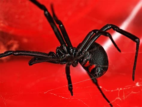 Black Widow Spider Wallpapers High Quality Download Free