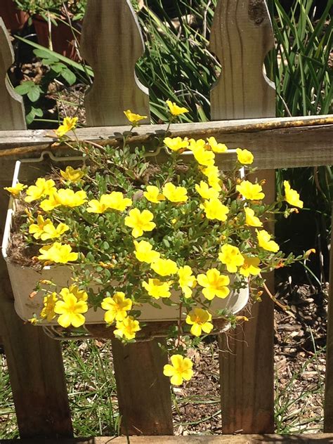 Excludes northern ireland and certain postcodes, see delivery information section for full details Portulaca will close up during rain or during cloudy days ...