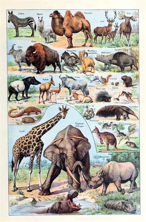 African Animals Poster For Sale Animal Illustration Vintage Animal