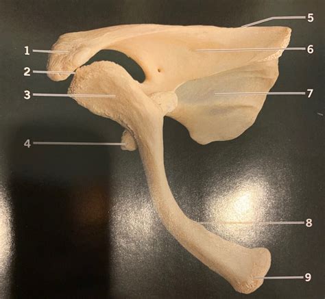 Articulated Right Clavicle And Scapula Superior View Diagram Quizlet