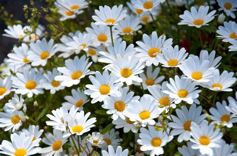 White Daisy Flower Wallpaper GAMBAR BUNGA