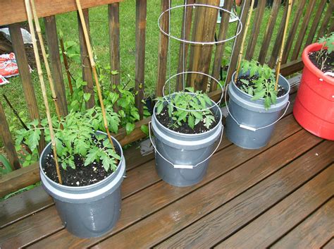 Fill the containers with soil mix, then plant. How to Grow Large Tomatoes in Containers - Instructables