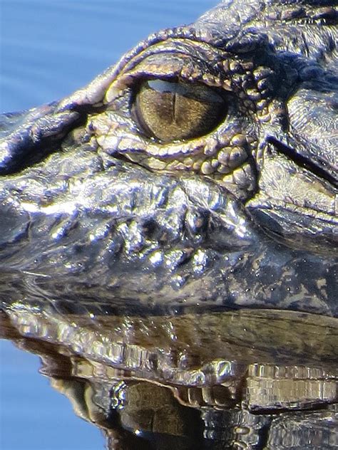 Alligator Eye Photograph By Zina Stromberg Fine Art America