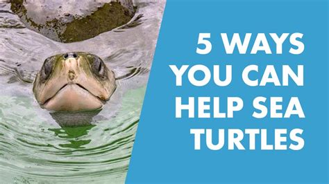 5 Conservation Tips To Help Sea Turtles In Honor Of Coral The Sea