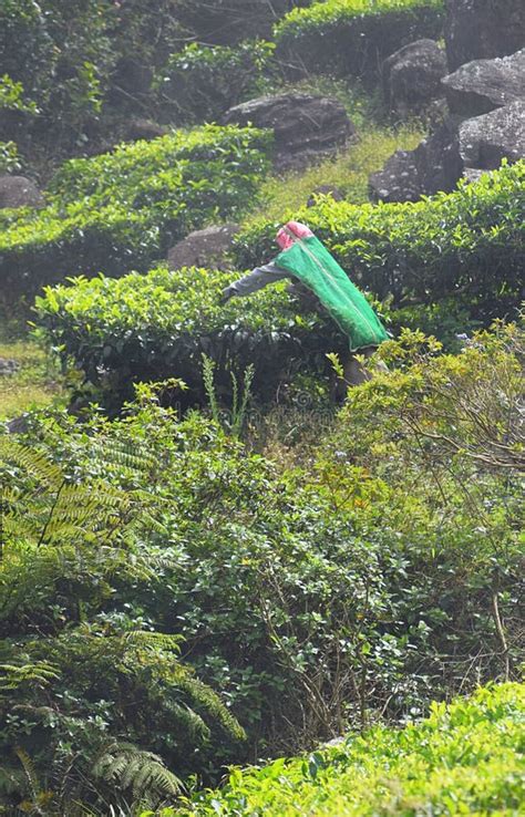 A Female Tea Plantation Worker Plucking Tea Leaves In Estate A Woman