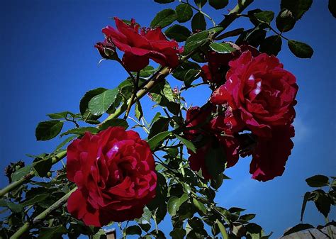 Цветя Роза Градина Червени Безплатни фотографии на Pixabay Pixabay