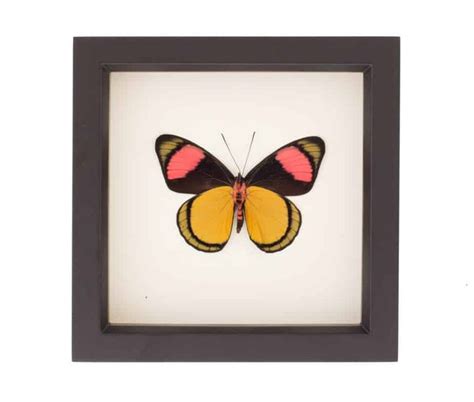 Framed Painted Beauty Verso Butterfly Batesia Hypochlora Framed