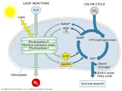 Cellular reproduction in animals certainly enables their body to replace dying, diseased or damaged cells and in cases of. Photosynthesis and Cellular Respiration - Ms. Noller's ...