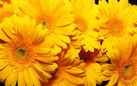 Free Download Yellow Flowers Wallpaper For Desktop 1280x800 For Your