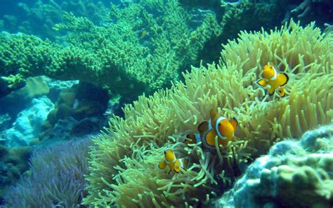 Clownfish Sea Anemones Animals Fishes Underwater Sea Ocean Tropical